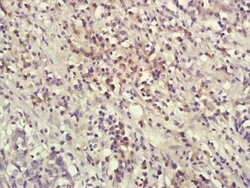 IL-1 Beta Rabbit anti-Human, Polyclonal, Bioss 100 &mu;L; Unconjugated:Antibodies,