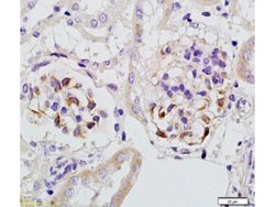 Megsin Rabbit anti-Human, Polyclonal, Bioss 100 &mu;L; Unconjugated:Antibodies,