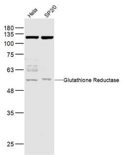 GLUR/glutathione reductase Rabbit anti-Human, Polyclonal, Bioss 100 &mu;L;