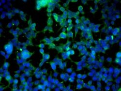 VE Cadherin Rabbit anti-Human, Polyclonal, Bioss 100 &mu;L; Unconjugated:Antibodies,