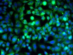 VE Cadherin Rabbit anti-Human, Polyclonal, Bioss 100 &mu;L; Unconjugated:Antibodies,