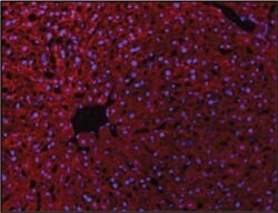 VE Cadherin Rabbit anti-Human, Polyclonal, Bioss 100 &mu;L; Unconjugated:Antibodies,