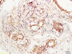 VE Cadherin Rabbit anti-Human, Polyclonal, Bioss 100 &mu;L; Unconjugated:Antibodies,