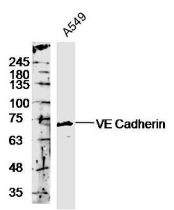 VE Cadherin Rabbit anti-Human, Polyclonal, Bioss 100 &mu;L; Unconjugated:Antibodies,