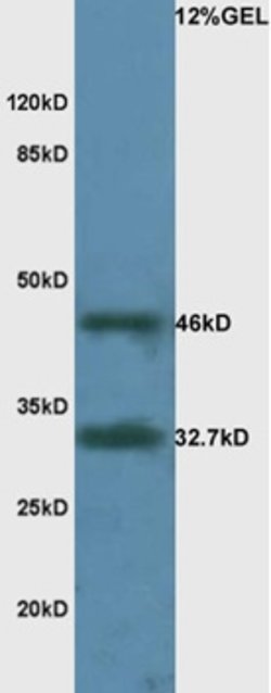 LAMR1 Rabbit anti-Human, Polyclonal, Bioss 100 &mu;L; Unconjugated:Antibodies,