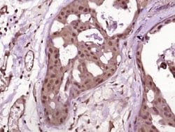 Neurogenin 3 Rabbit anti-Human, Polyclonal, Bioss 100 &mu;L; Unconjugated:Antibodies,