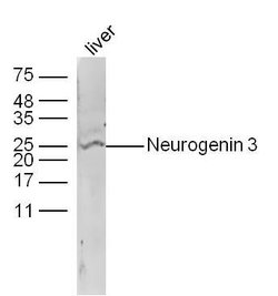 Neurogenin 3 Rabbit anti-Human, Polyclonal, Bioss 100 &mu;L; Unconjugated:Antibodies,