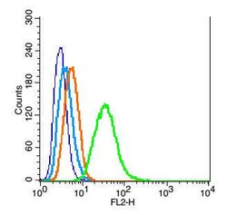 WDR26 Rabbit anti-Human, Polyclonal, Bioss 100 &mu;L; Unconjugated:Antibodies,