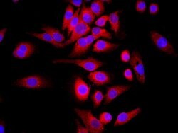 WDR26 Rabbit anti-Human, Polyclonal, Bioss 100 &mu;L; Unconjugated:Antibodies,