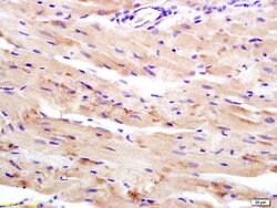 WDR26 Rabbit anti-Human, Polyclonal, Bioss 100 &mu;L; Unconjugated:Antibodies,