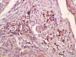 WDR26 Rabbit anti-Human, Polyclonal, Bioss 100 &mu;L; Unconjugated:Antibodies,
