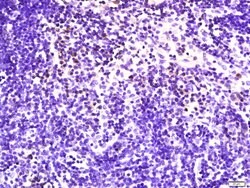 NKG2D Rabbit anti-Human, Polyclonal, Bioss 100 &mu;L; Unconjugated:Antibodies,