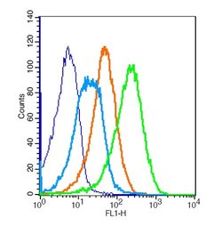 ADRB2 Rabbit anti-Human, Polyclonal, Bioss 100 &mu;L; Unconjugated:Antibodies,