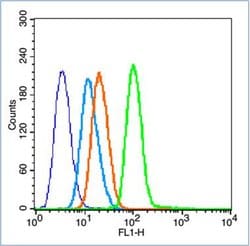 Phospho-NFKB p65 (Ser536) Rabbit anti-Human, Polyclonal, Bioss 100 &mu;L;