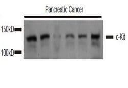 c-Kit Rabbit anti-Human, Polyclonal, Bioss 100 &mu;L; Unconjugated:Antibodies,