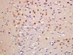 HDAC3/HD3 Rabbit anti-Human, Polyclonal, Bioss 100 &mu;L; Unconjugated:Antibodies,