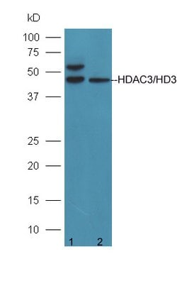 HDAC3/HD3 Rabbit anti-Human, Polyclonal, Bioss 100 &mu;L; Unconjugated:Antibodies,