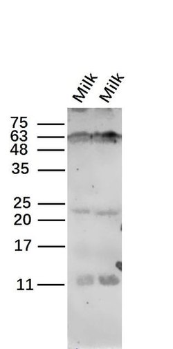 CSN3 Rabbit anti-Human, Polyclonal, Bioss 100 &mu;L; Unconjugated:Antibodies,