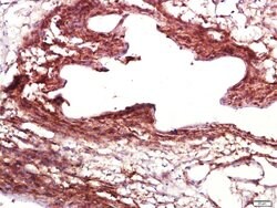 Alpha s2 Casein Rabbit anti-Bovine Goat, Polyclonal, Bioss 100 &mu;L; Unconjugated:Antibodies,