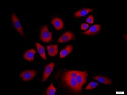 NFKB p100/p52 Rabbit anti-Human, Polyclonal, Bioss 100 &mu;L; Unconjugated:Antibodies,