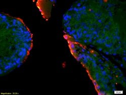 EPHA10 Rabbit anti-Human, Polyclonal, Bioss 100 &mu;L; Unconjugated:Antibodies,