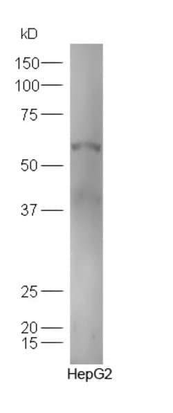 TXA2R Rabbit anti-Human, Polyclonal, Bioss 100 &mu;L; Unconjugated:Antibodies,