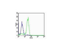 SP-C Rabbit anti-Human, Polyclonal, Bioss 100 &mu;L; Unconjugated:Antibodies,