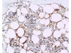 BMP2 Rabbit anti-Human, Polyclonal, Bioss 100 &mu;L; Unconjugated:Antibodies,