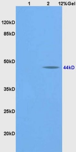 BMP2 Rabbit anti-Human, Polyclonal, Bioss 100 &mu;L; Unconjugated:Antibodies,