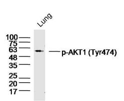 Phospho-AKT1/2/3 (Tyr474) Rabbit anti-Human, Polyclonal, Bioss 100 &mu;L | Buy Online | Bioss | Fisher Scientific