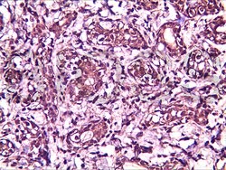 BRMS-1 Rabbit anti-Human, Polyclonal, Bioss 100 &mu;L; Unconjugated:Antibodies,