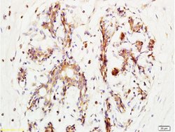 BRMS-1 Rabbit anti-Human, Polyclonal, Bioss 100 &mu;L; Unconjugated:Antibodies,