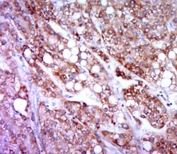 HRH4/GPCR105 Rabbit anti-Human, Polyclonal, Bioss 100 &mu;L; Unconjugated:Antibodies,