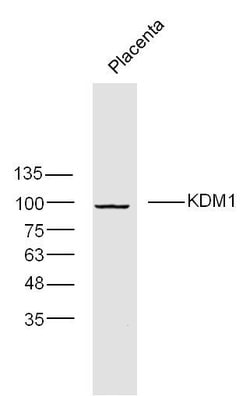 KDM1 Rabbit anti-Human, Polyclonal, Bioss 100 &mu;L; Unconjugated:Antibodies,