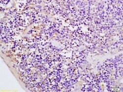 CMKLR1 Rabbit anti-Human, Polyclonal, Bioss 100 &mu;L; Unconjugated:Antibodies,