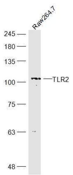TLR2 Rabbit anti-Human, Polyclonal, Bioss 100 &mu;L; Unconjugated:Antibodies,