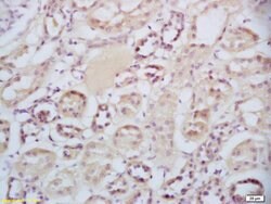 Sclerostin Rabbit anti-Human, Polyclonal, Bioss 100 &mu;L; Unconjugated:Antibodies,