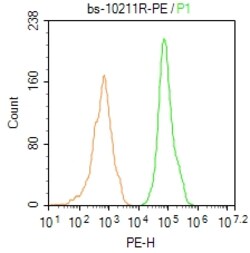 FoxP3 Polyclonal Antibody, PE, Bioss 100 &mu;L; PE:Antibodies, Polyclonal