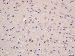 SOD1 Rabbit anti-Human, Polyclonal, Bioss 100 &mu;L; Unconjugated:Antibodies,