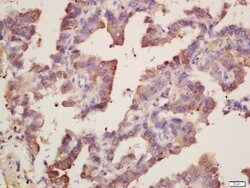 SOD1 Rabbit anti-Human, Polyclonal, Bioss 100 &mu;L; Unconjugated:Antibodies,