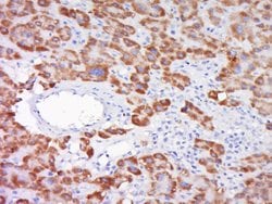 SOD1 Rabbit anti-Human, Polyclonal, Bioss 100 &mu;L; Unconjugated:Antibodies,