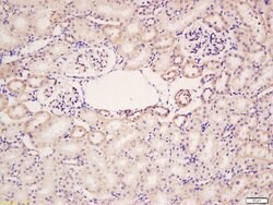 HER4/ErbB4 Rabbit anti-Human, Polyclonal, Bioss 100 &mu;L; Unconjugated:Antibodies,