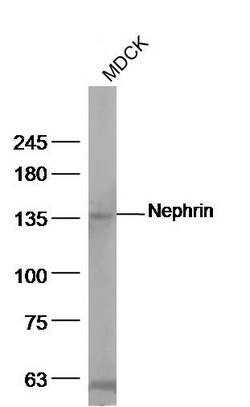 Nephrin Rabbit anti-Human, Polyclonal, Bioss 100 &mu;L; Unconjugated:Antibodies,