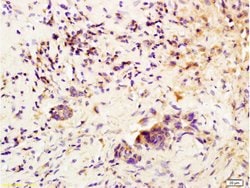 CSF3 Rabbit anti-Human, Polyclonal, Bioss 100 &mu;L; Unconjugated:Antibodies,