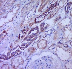 CSF3 Rabbit anti-Human, Polyclonal, Bioss 100 &mu;L; Unconjugated:Antibodies,