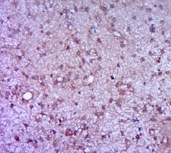 CSF3 Rabbit anti-Human, Polyclonal, Bioss 100 &mu;L; Unconjugated:Antibodies,