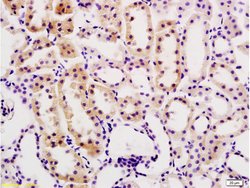 Desmin Rabbit anti-Human, Polyclonal, Bioss 100 &mu;L; Unconjugated:Antibodies,