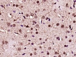 NF-L Rabbit anti-Human, Polyclonal, Bioss 100 &mu;L; Unconjugated:Antibodies,