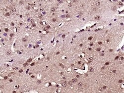 NF-L Rabbit anti-Human, Polyclonal, Bioss 100 &mu;L; Unconjugated:Antibodies,
