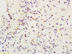 HMGA1 Rabbit anti-Human, Polyclonal, Bioss 100 &mu;L | Buy Online | Bioss | Fisher Scientific